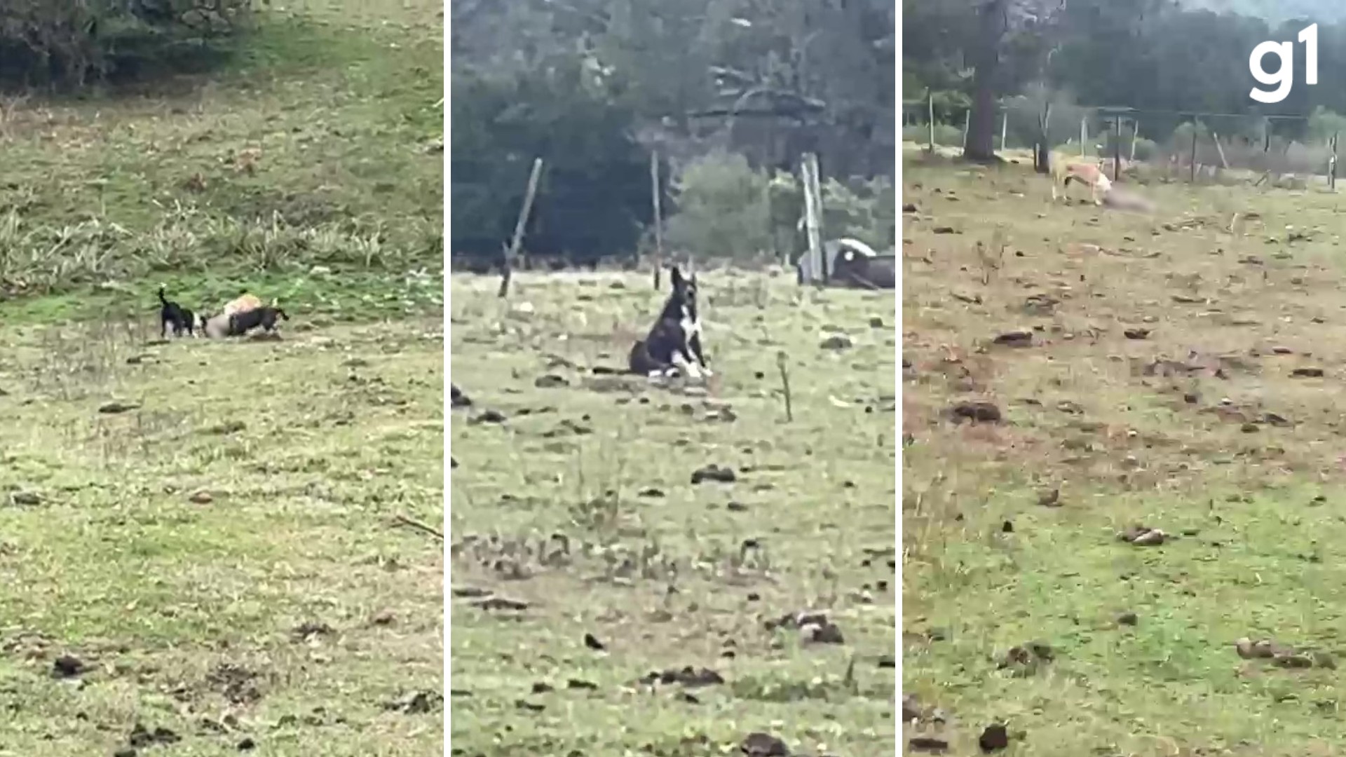 Produtor rural flagra abate de seis ovelhas por cães no RS: 'A gente vai perdendo o estímulo'; VÍDEO