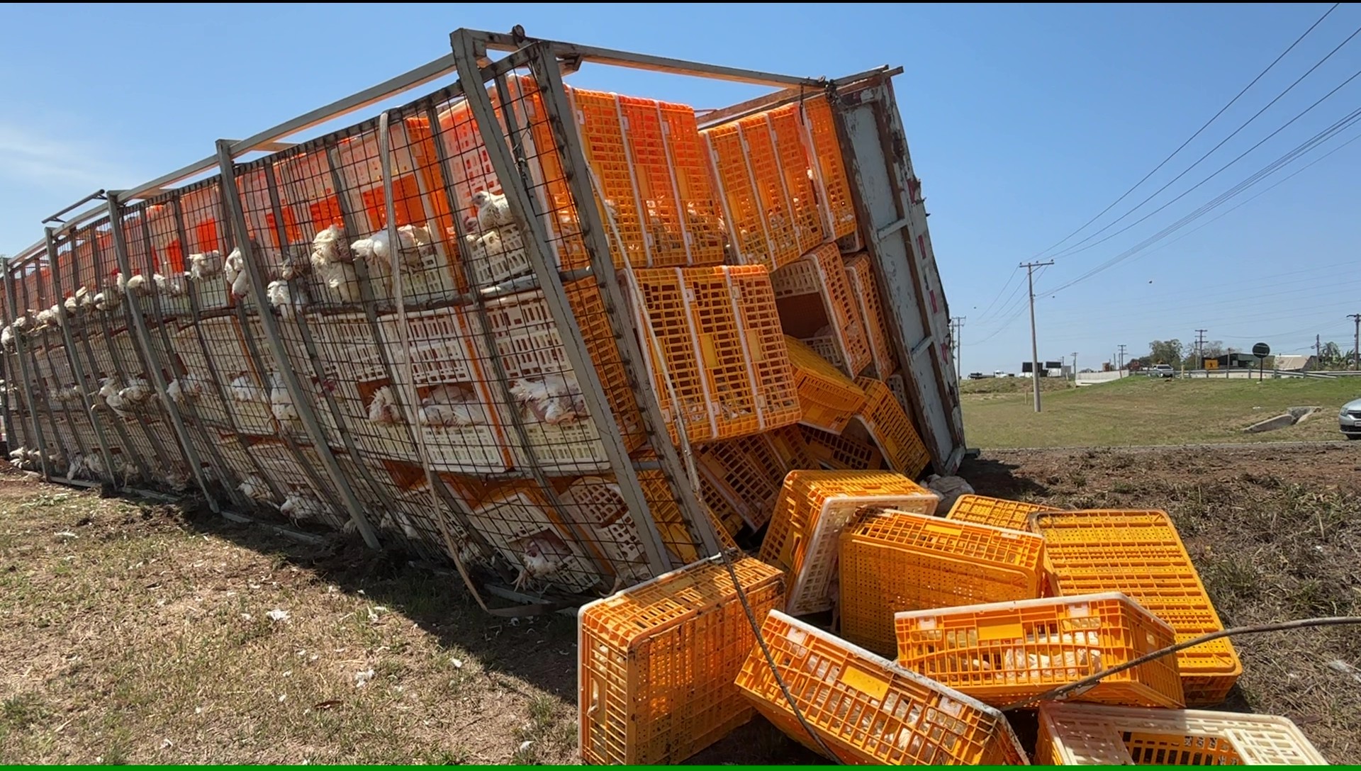 Caminhão com 5 mil frangos vivos tomba em alça de acesso da Rodovia Luiz de Queiroz em Piracicaba