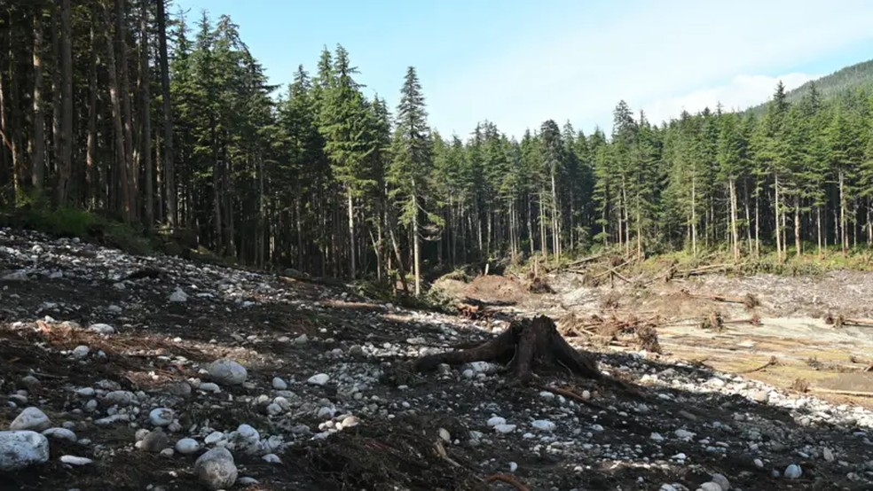 Vista ao nível do solo dos danos causados ​​pelo tsunami perto da foz do fiorde, mostrando árvores arrancadas e vegetação removida da costa — Foto: Cyrus Read/U.S. Geological Survey