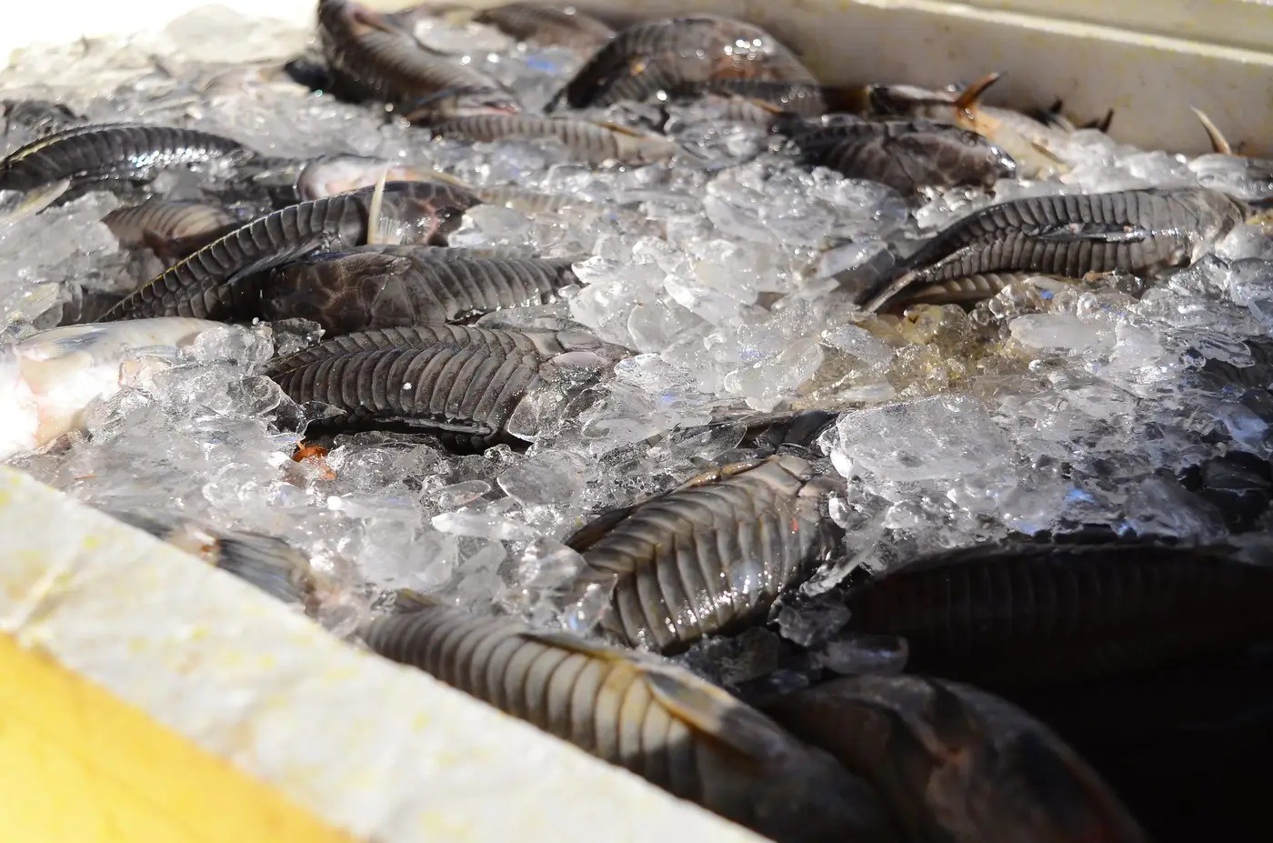 Programa Peixe Popular vai atender sete municípios do Amapá 