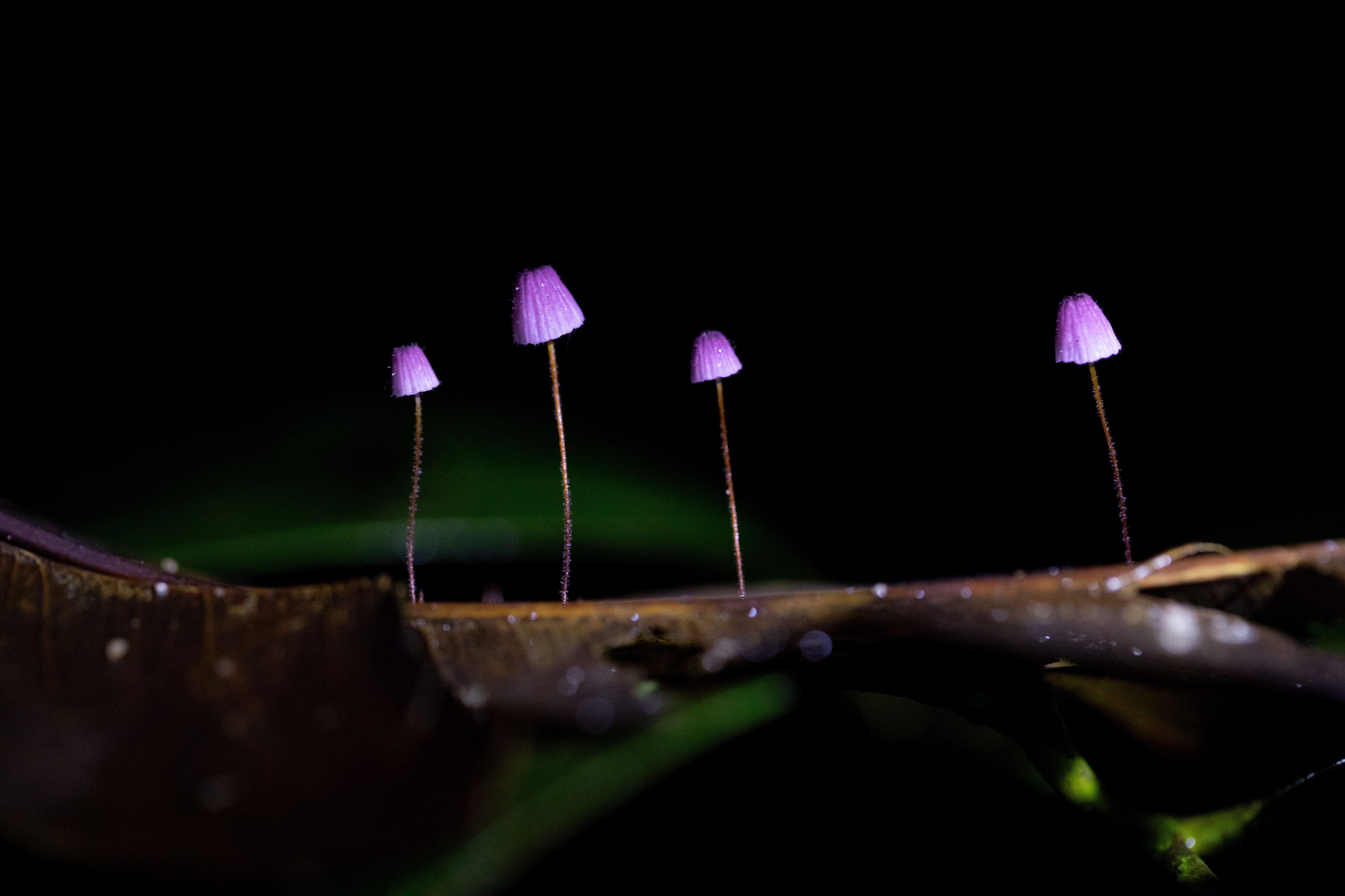 Exposição fotográfica no Musa revela o mundo secreto dos cogumelos da Amazônia