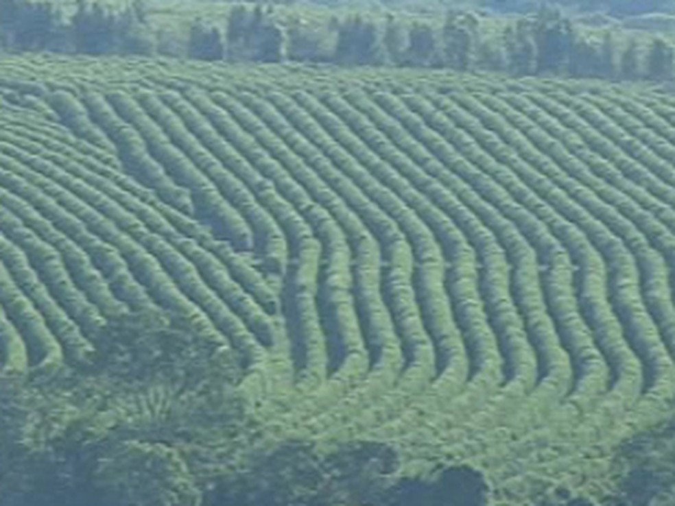 Café impulsiona economia de Patrocínio — Foto: Reprodução/TV Integração