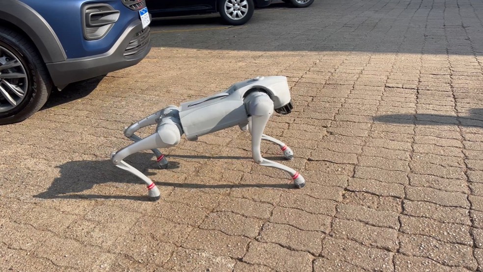 Cyber dog: prefeitura de SC compra cão robô para órgão de segurança — Foto: Prefeitura de Chapecó