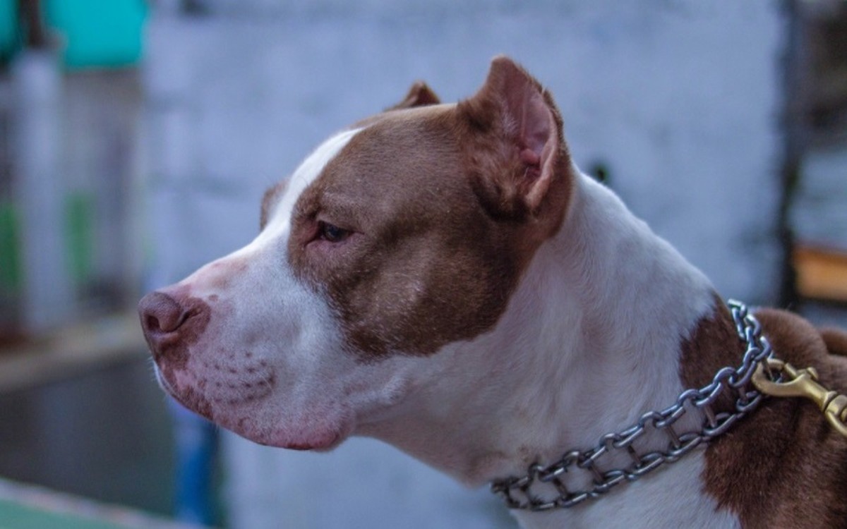 Pitbulls, Rottweiler und Deutsche Schäferhunde müssen in einem öffentlichen Park in Manaus Maulkörbe tragen |  Amazonas