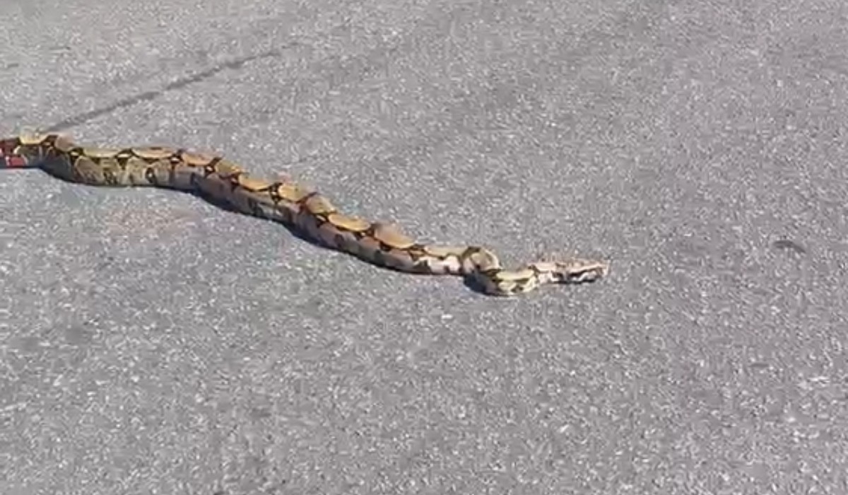 Cobra de mais de dois metros tenta atravessar rua em Manaus e é resgatada por policial; VÍDEO
