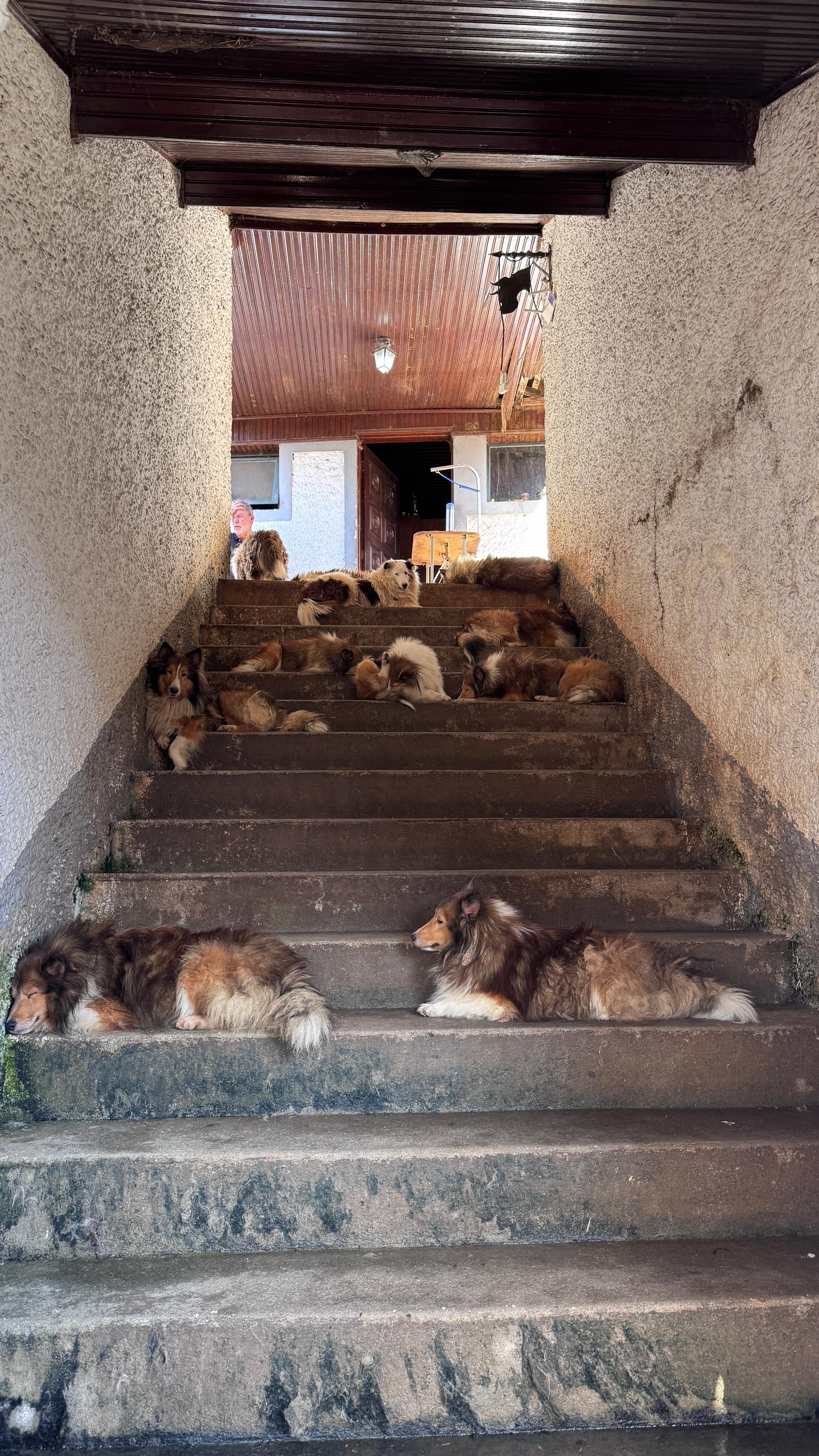 Polícia resgata mais de 50 cães da raça Pastor de Shetland com sinais de maus-tratos em canil clandestino na Grande SP