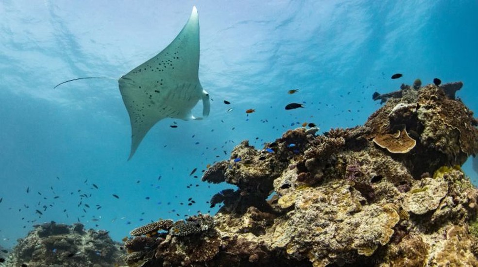 A ilha Lady Elliot é um dos melhores lugares do mundo para avisar jamantas — Foto: Lady Elliot Island