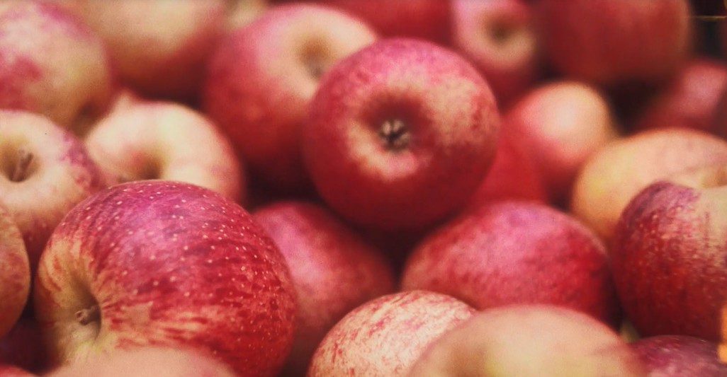 No Sul, produção de maçã economiza água com a prática do reuso