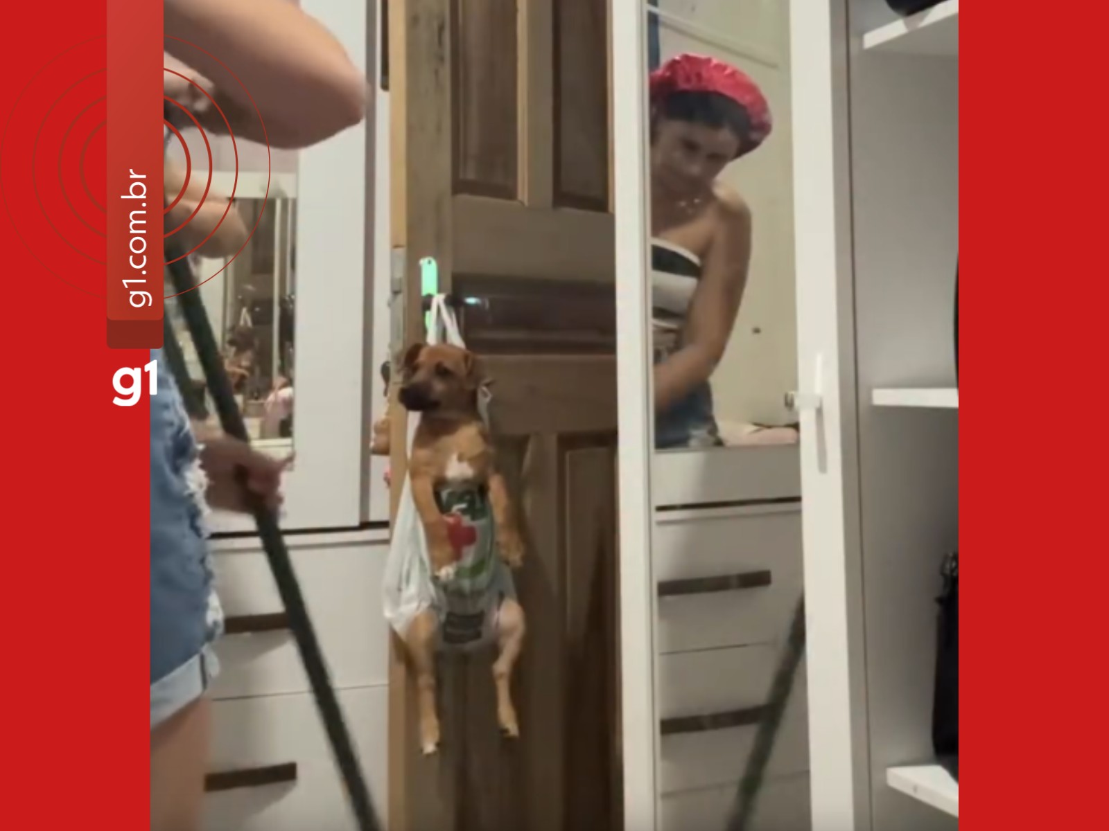 Tutora do AC adapta sacola em maçaneta para segurar pet enquanto limpa casa e vídeo viraliza: 'Gosta de brincar muito'