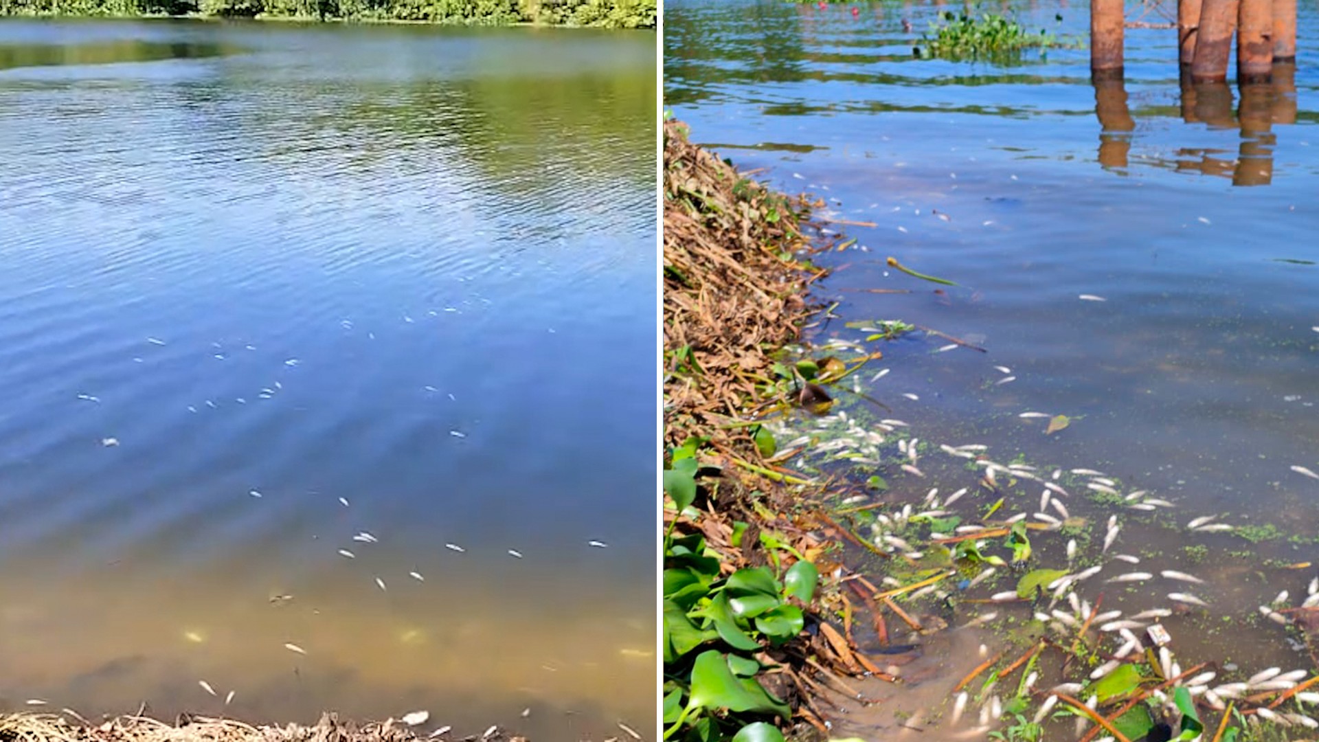 Vídeo mostra peixes mortos no Rio Poti em Teresina; especialista explica causas 