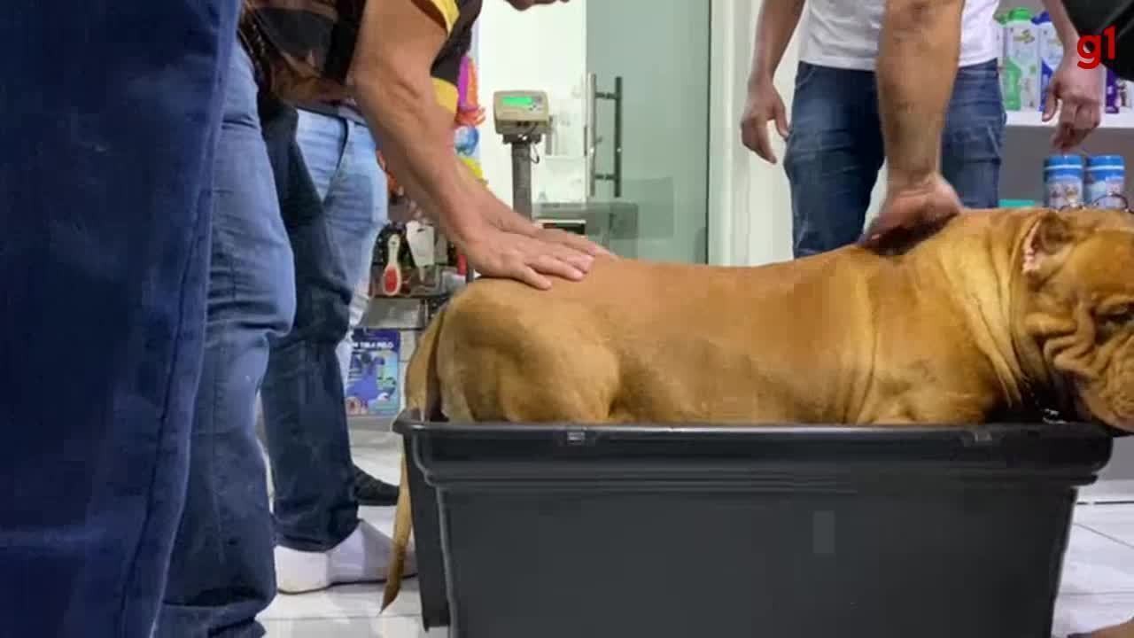 Pitbull de Rondônia quebra recorde mundial e tenta entrar no