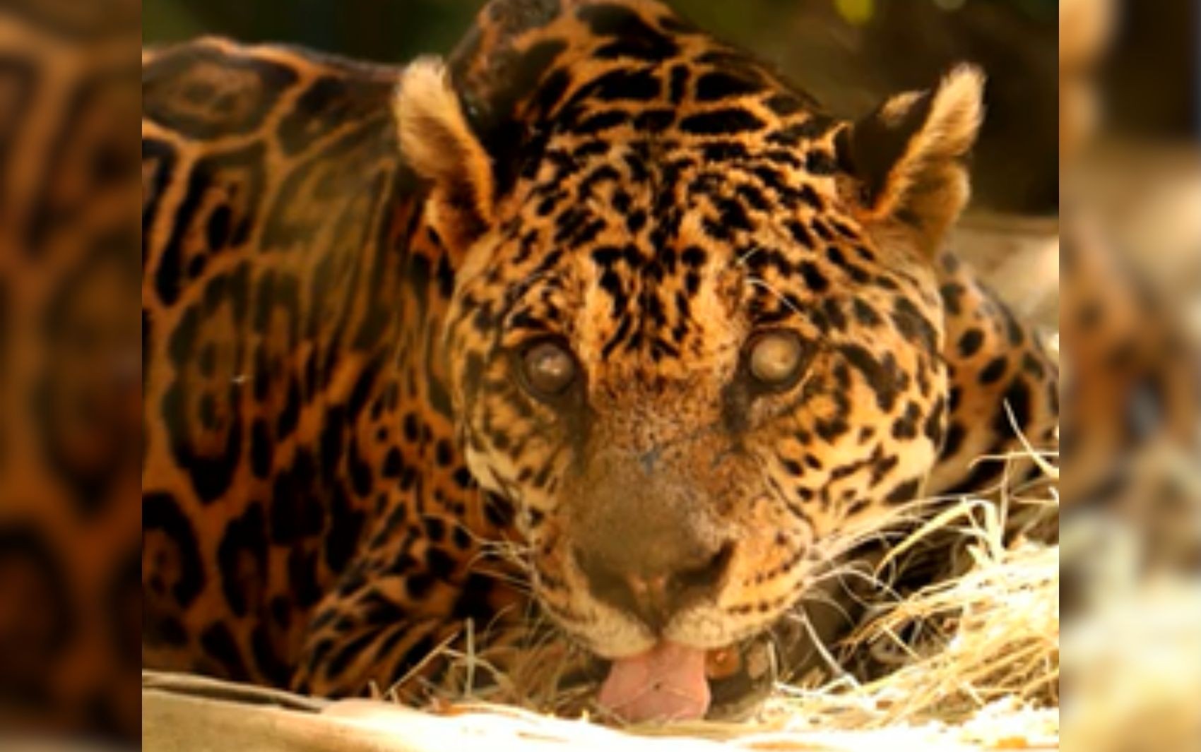 Onça considerada uma das mais velhas do mundo em cativeiro morre aos 25 anos em Goiás, diz ICMBio