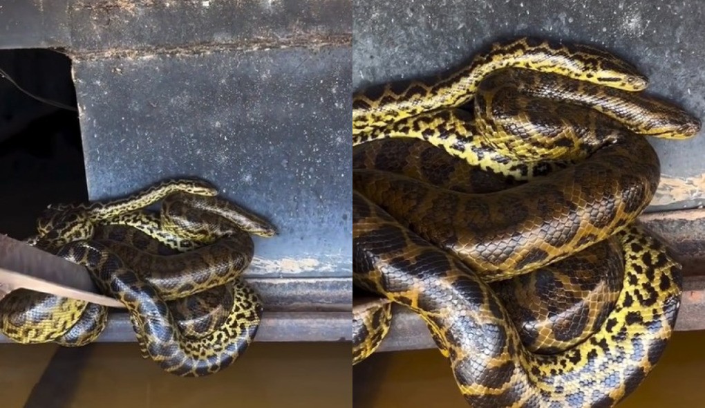 Sucuris são flagradas enroladas em barco no Pantanal; veja vídeo