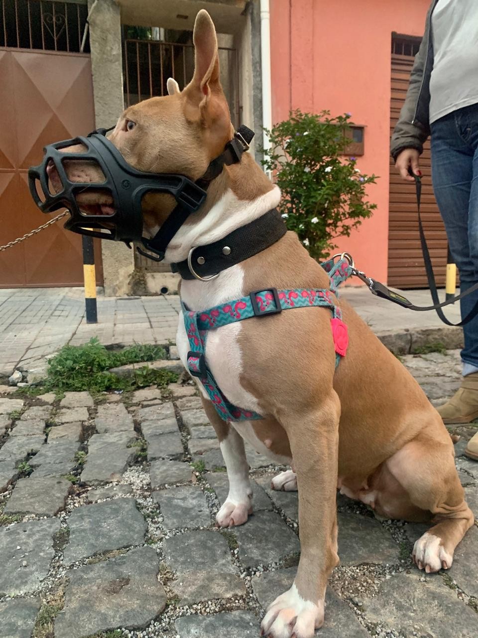 Entra em vigor lei que determina regras para condução de cães de grande porte em locais públicos de São José; entenda