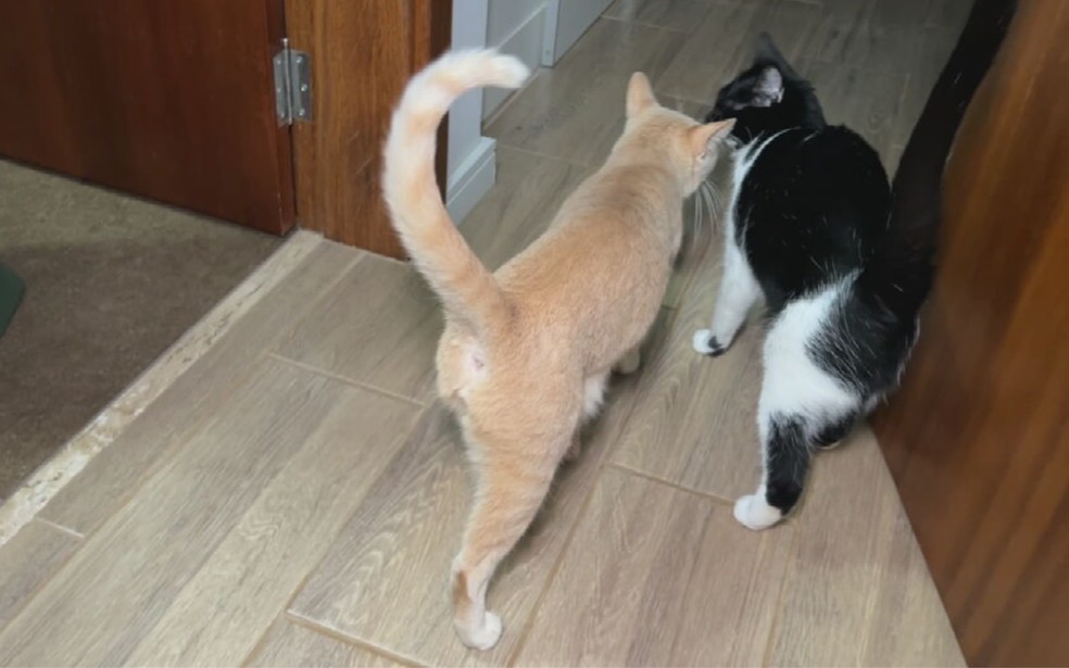 8 de 9
Gatos laranja s&atilde;o realmente mais bagunceiros? Especialista e tutores explicam a fama de 'agente do caos' &mdash; Foto: TV TEM/Reprodu&ccedil;&atilde;o