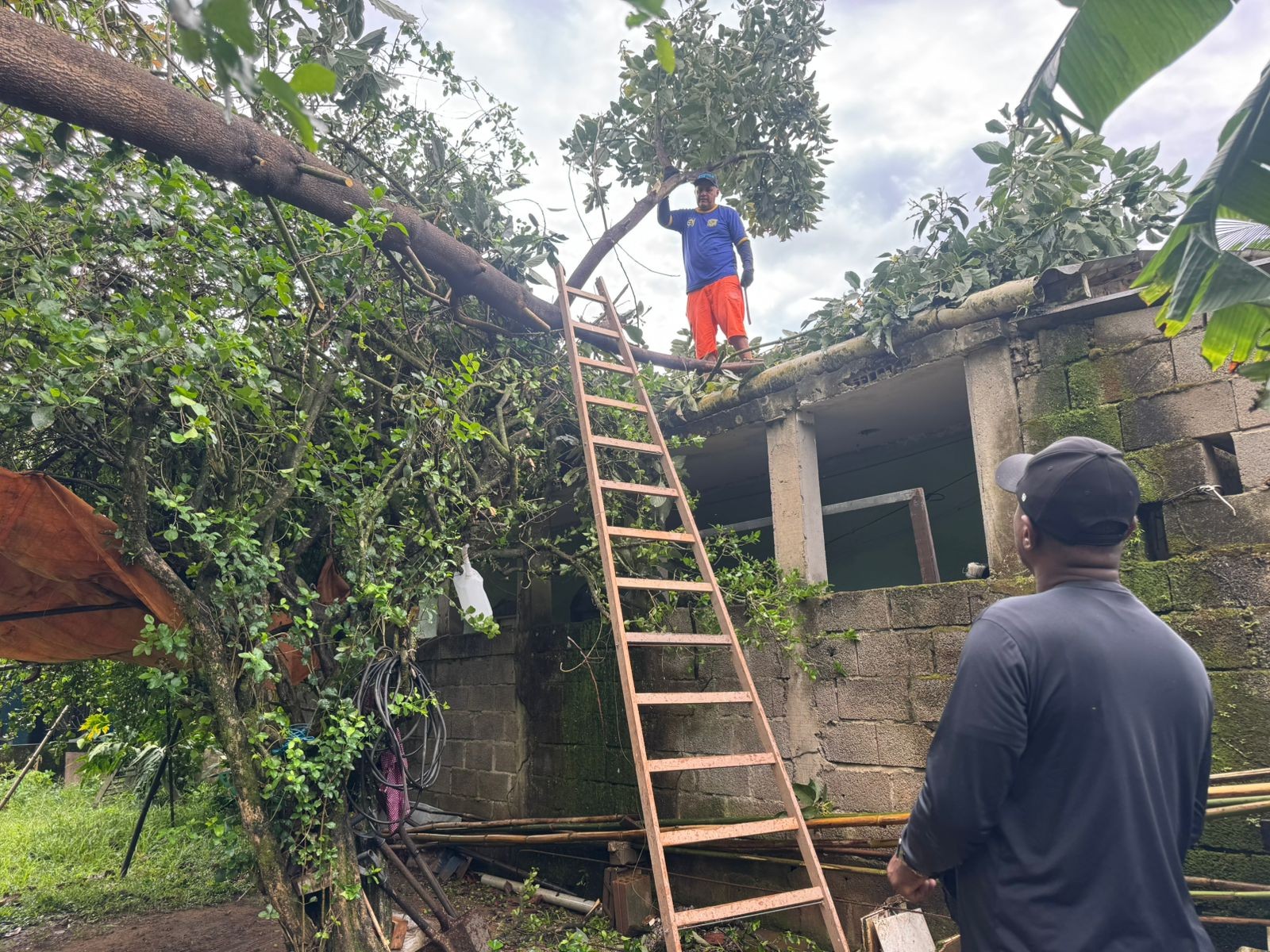 Cidades da região registram quedas de árvores após chuva; São José teve ventos de 109 km/h