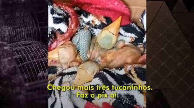 Megaoperação desmantela tráfico de animais em grupos de WhatsApp; mil bichos são resgatados