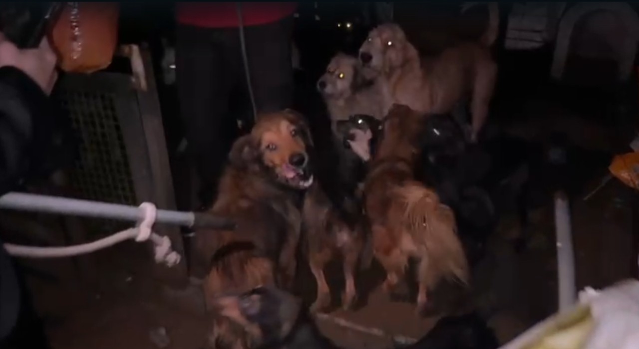 Homem é preso suspeito de manter cerca de 60 cães em situação de maus-tratos em São Roque