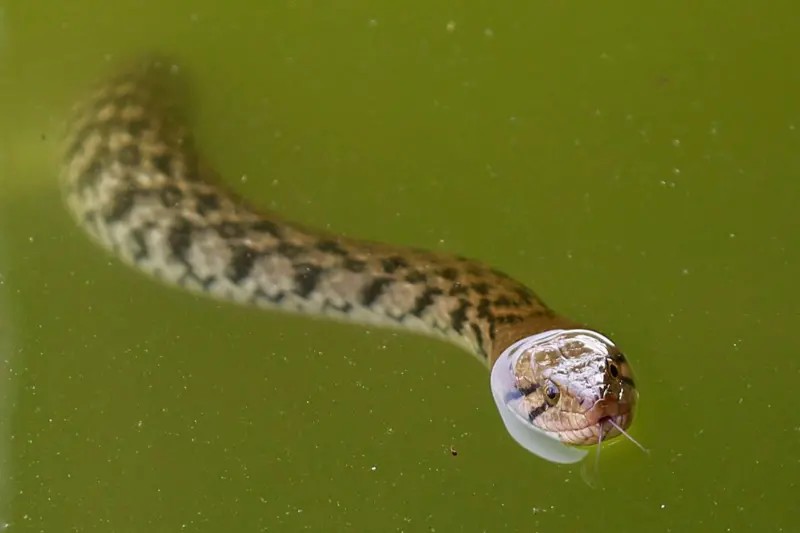 Por que animais 'sem carisma' correm mais risco de extinção