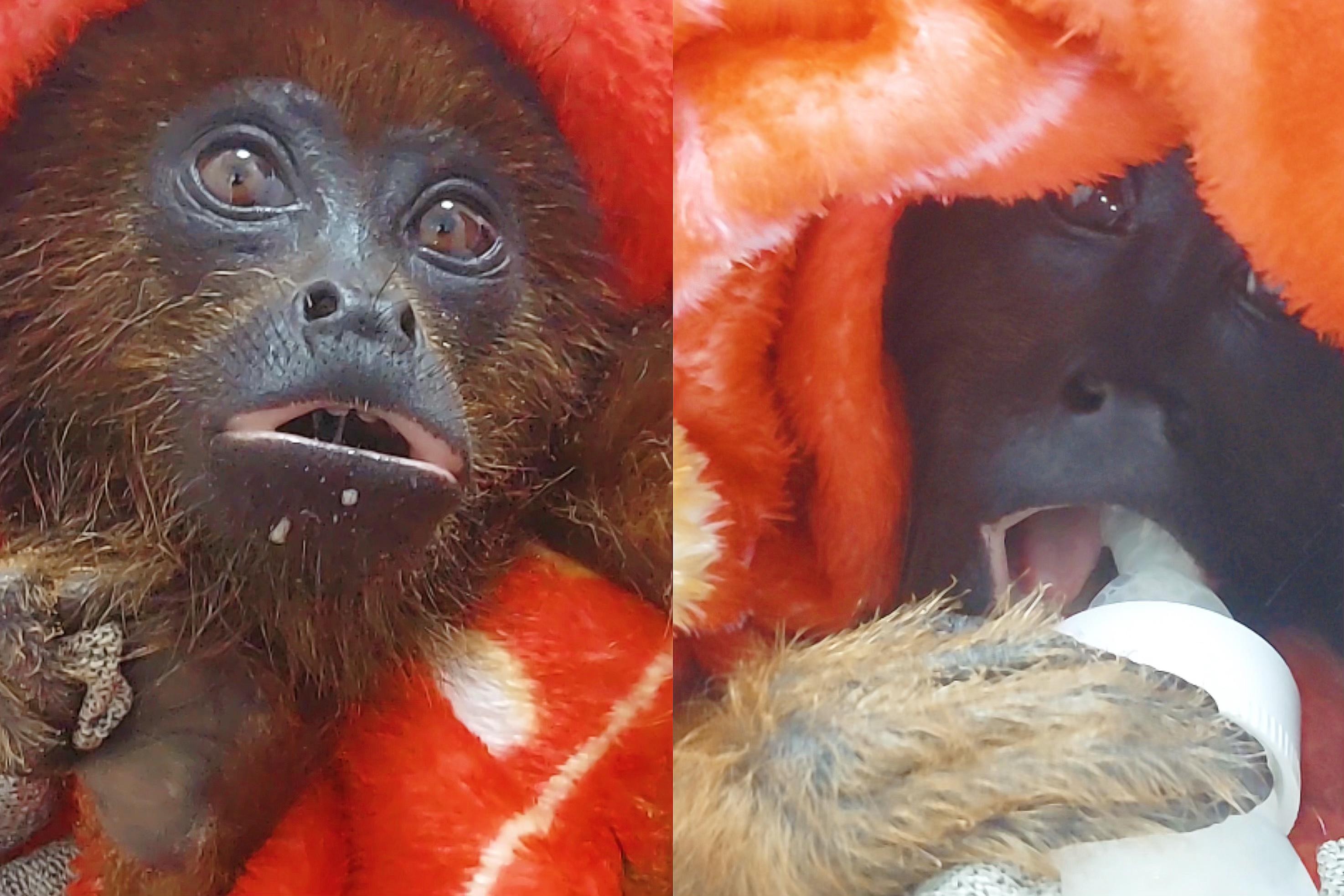 Filhote de macaco Bugio é resgatado depois de sofrer um choque elétrico em RO