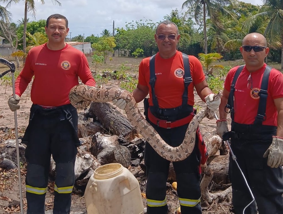 Jiboia capturada na Grande Natal tinha cerca de 3 metros de comprimento, segundo o Corpo de Bombeiros — Foto: CMBRN/Divulgação