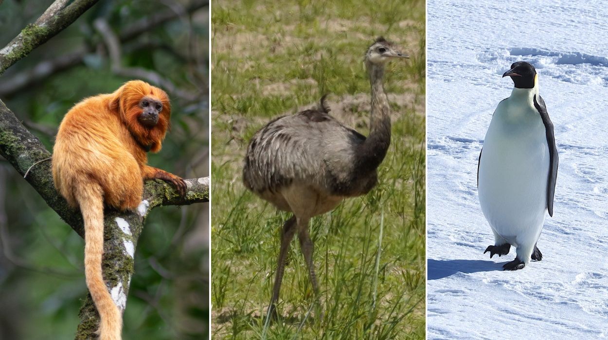Nem sempre é a mãe: conheça animais em que os pais assumem os cuidados com os filhotes