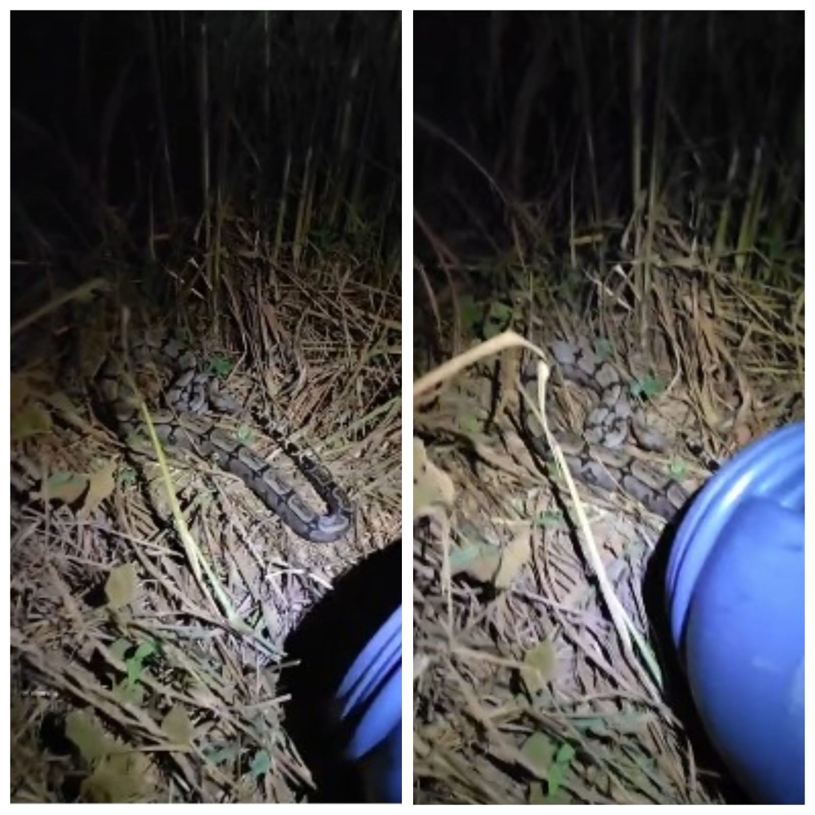 Jiboia é capturada pelos bombeiros após atacar galinhas no quintal de casa em Januária