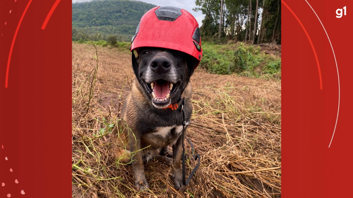 Cães e bombeiros passam por treinamentos no Paraná para atuar em situações de desastre