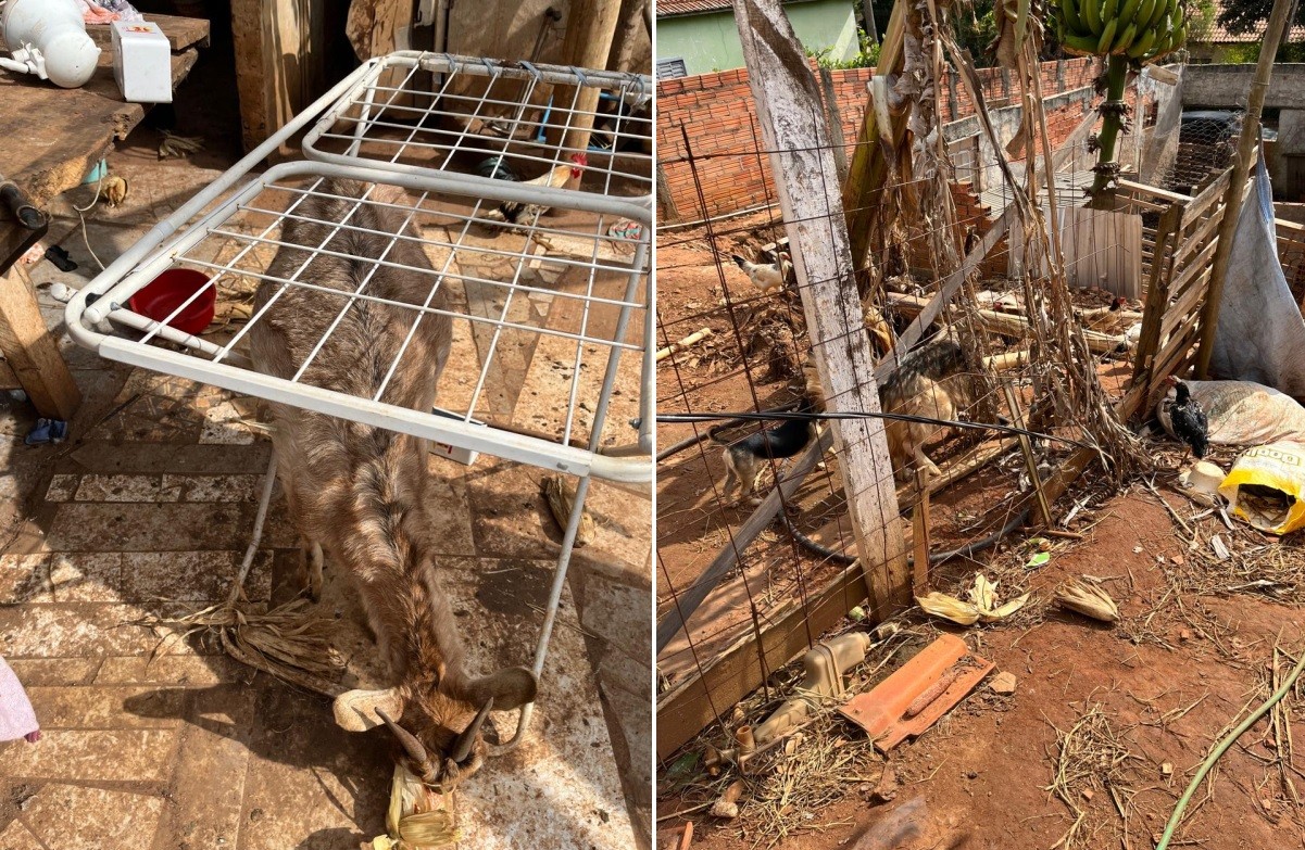 Cães, cabras e galinhas são resgatados de situação de maus-tratos no interior de SP 