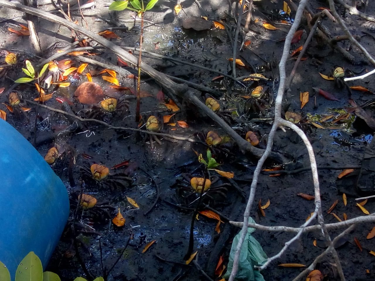 Polícia prende dois homens em Maceió com 17kg de patas do caranguejo-uçá durante período de defeso do animal