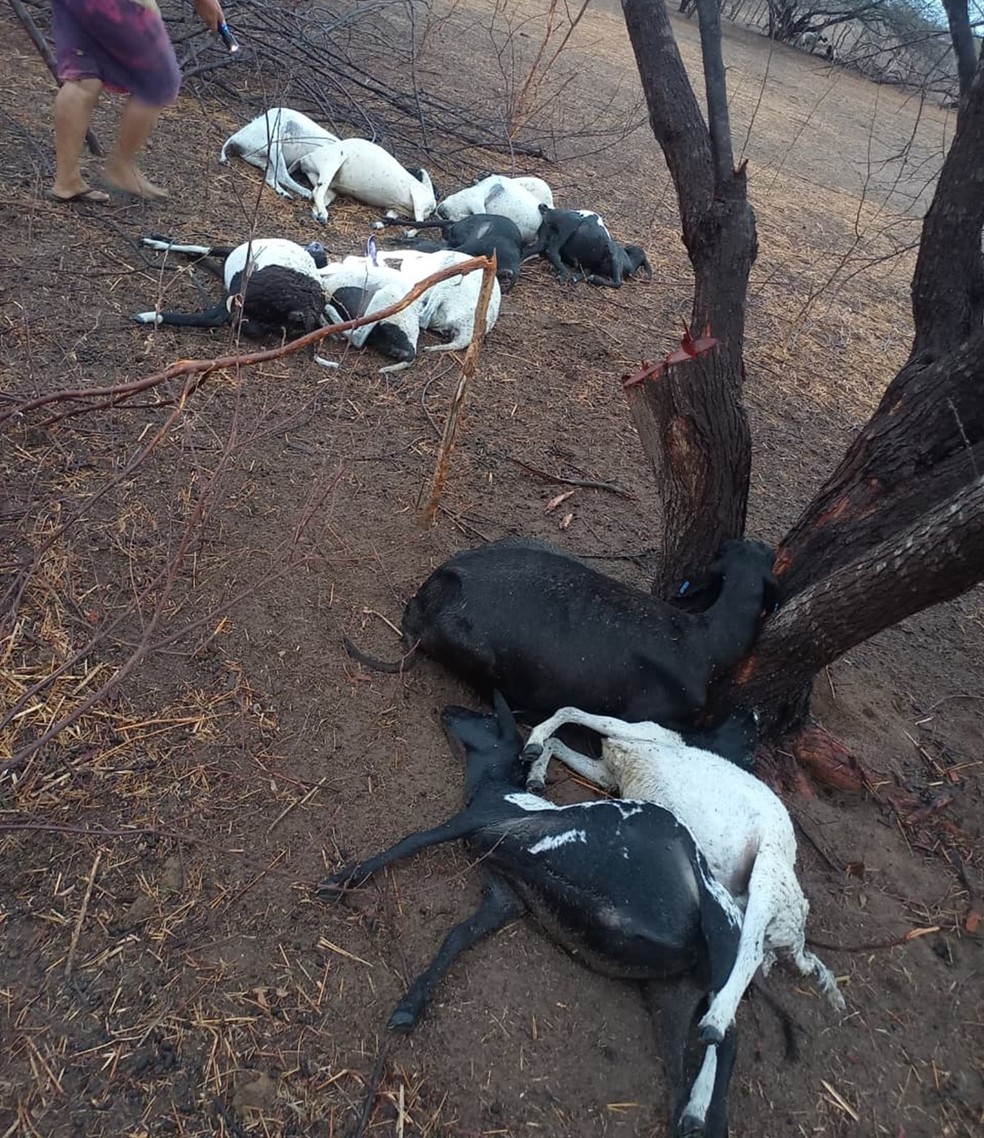 Ovelhas morrem após queda de raio no interior do RN — Foto: Cedida