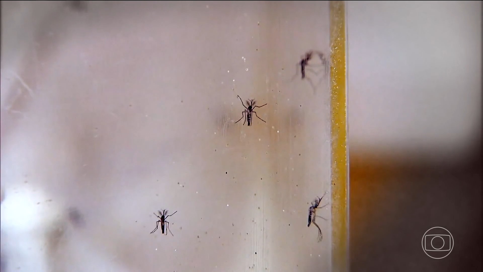 Piauí registra 11 mortes por dengue em 2026; estado tem mais de 14 mil casos prováveis