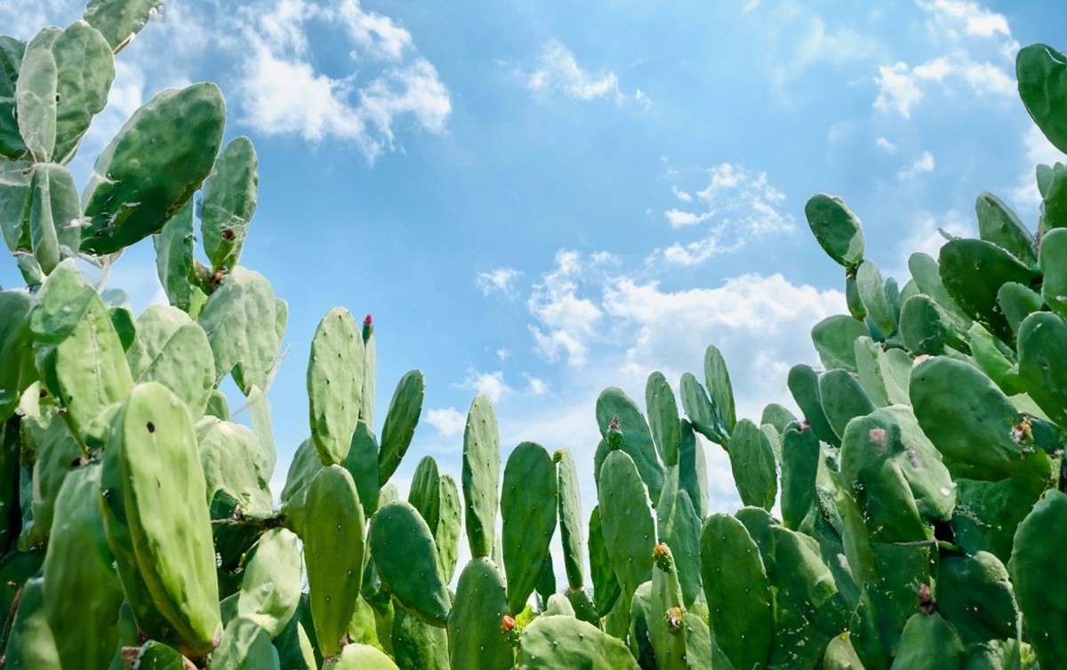 Nutrição e água: A riqueza da palma forrageira para o nordeste brasileiro