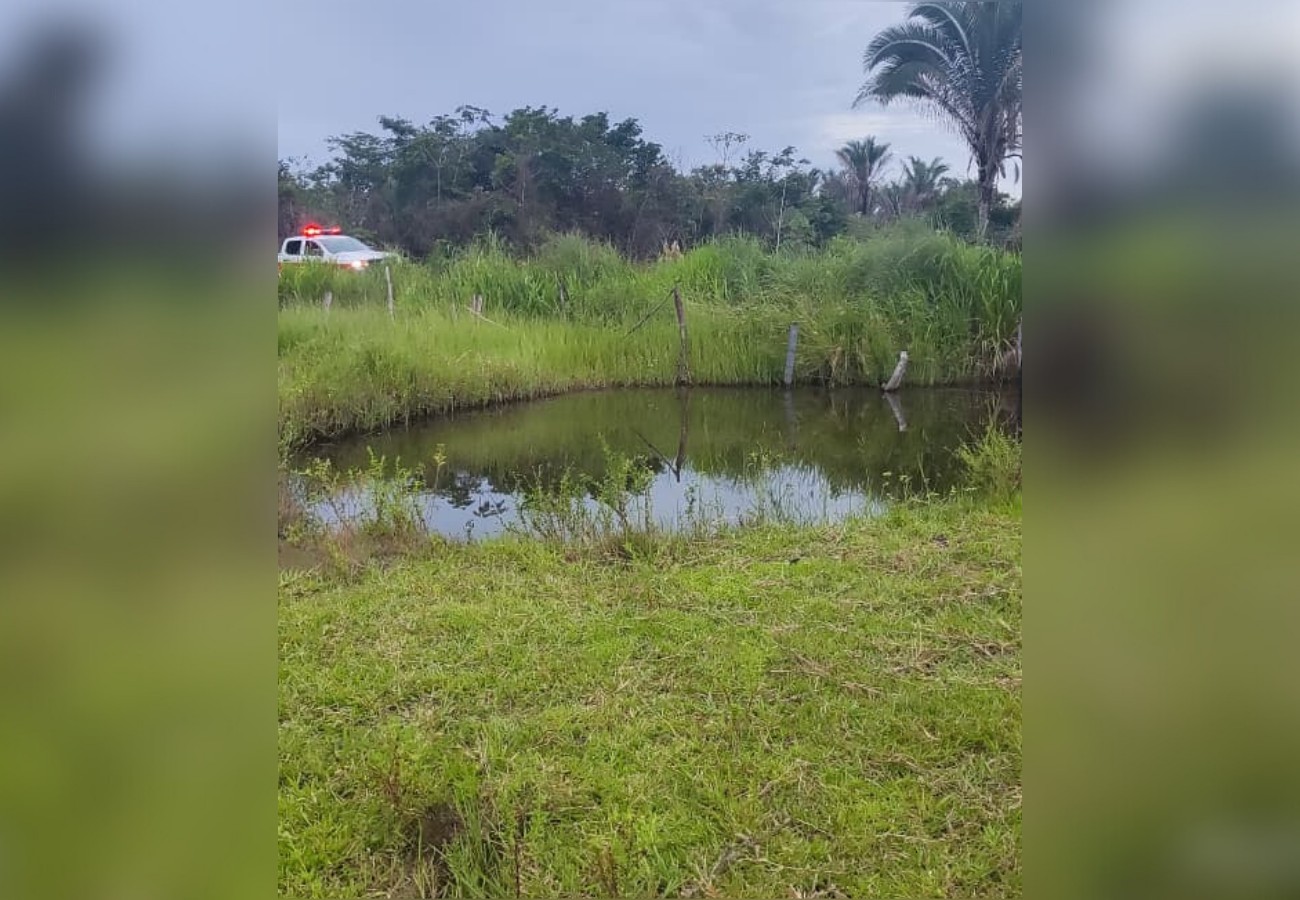Idoso de 81 anos morre e duas pessoas ficam feridas após ataque de abelhas no Tocantins