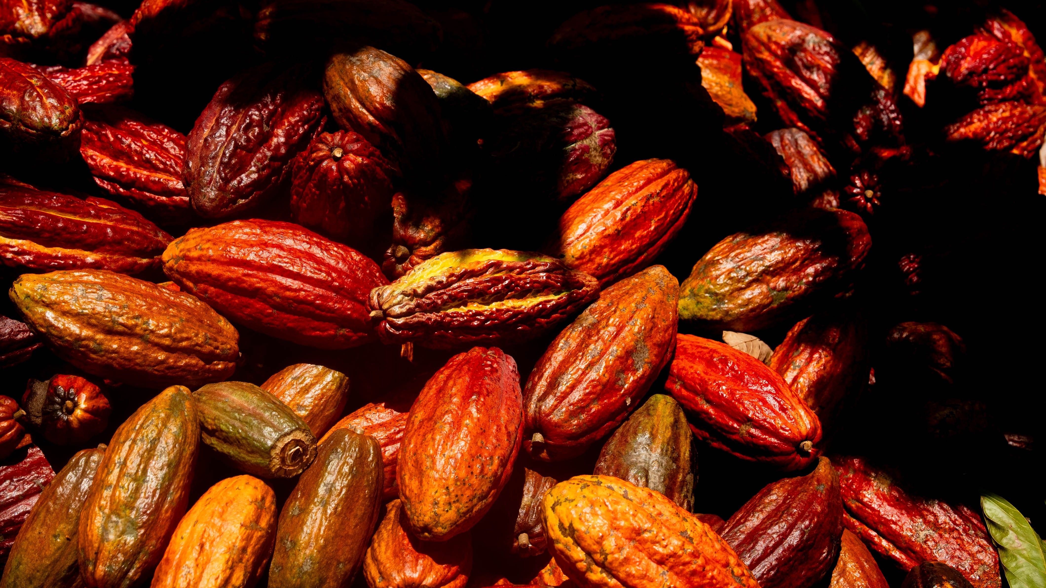 Mel de chocolate? Cientistas brasileiros fazem descoberta ao extrair compostos de cascas de cacau