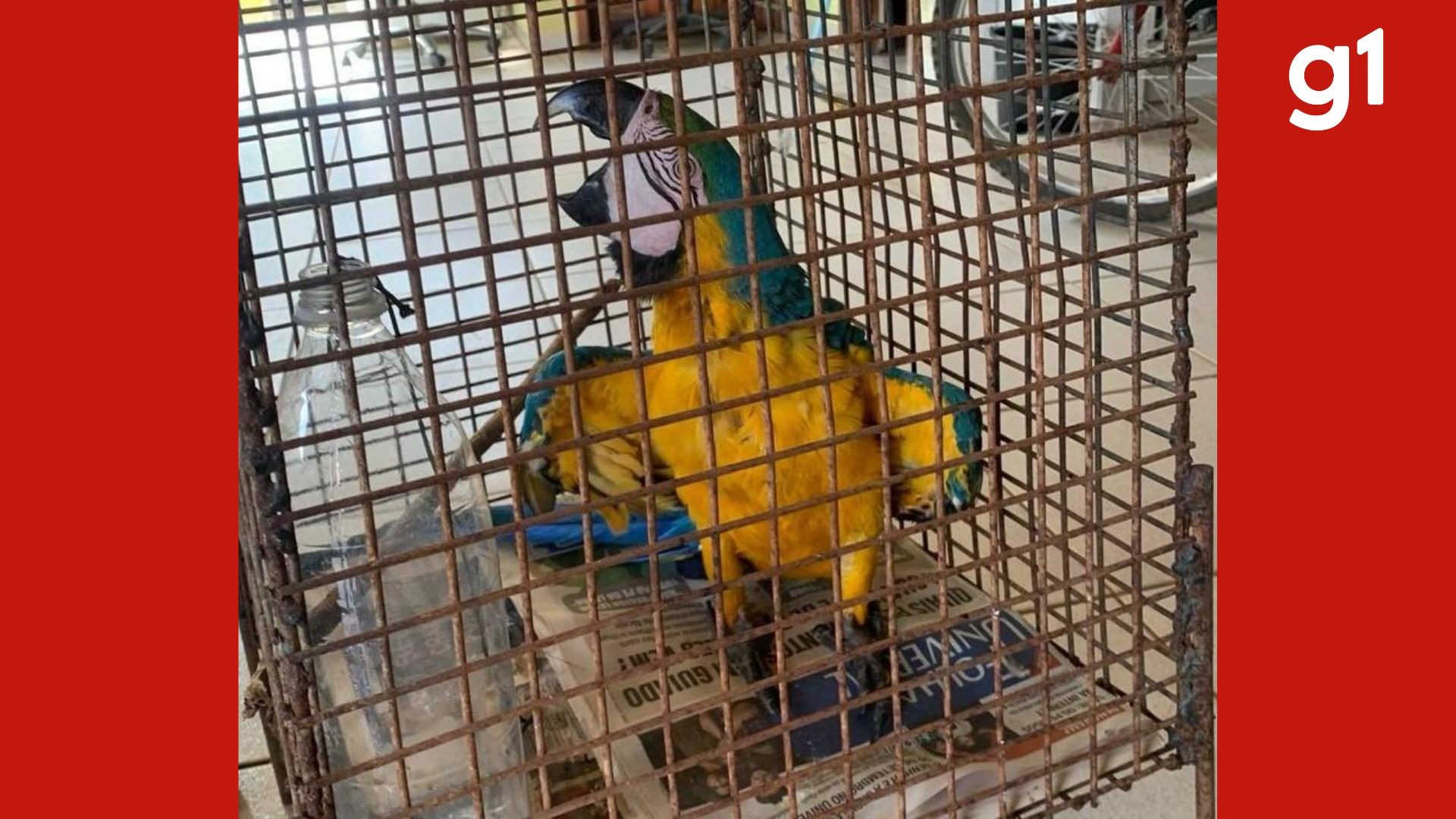 Arara-canindé mantida em cativeiro é resgatada pelo Corpo de Bombeiros em MT