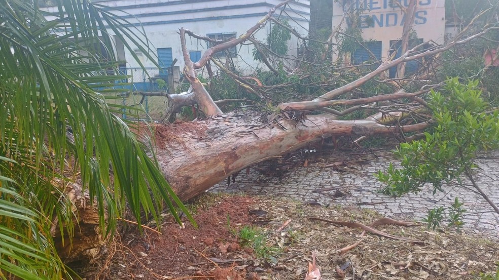 Chuva derrubou pelo menos 15 árvores na cidade de Itamonte, MG — Foto: Romário Meireles Fonseca/Defesa Civil