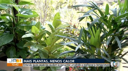 Especialista explica quais espécies de plantas ajudam a diminuir temperatura