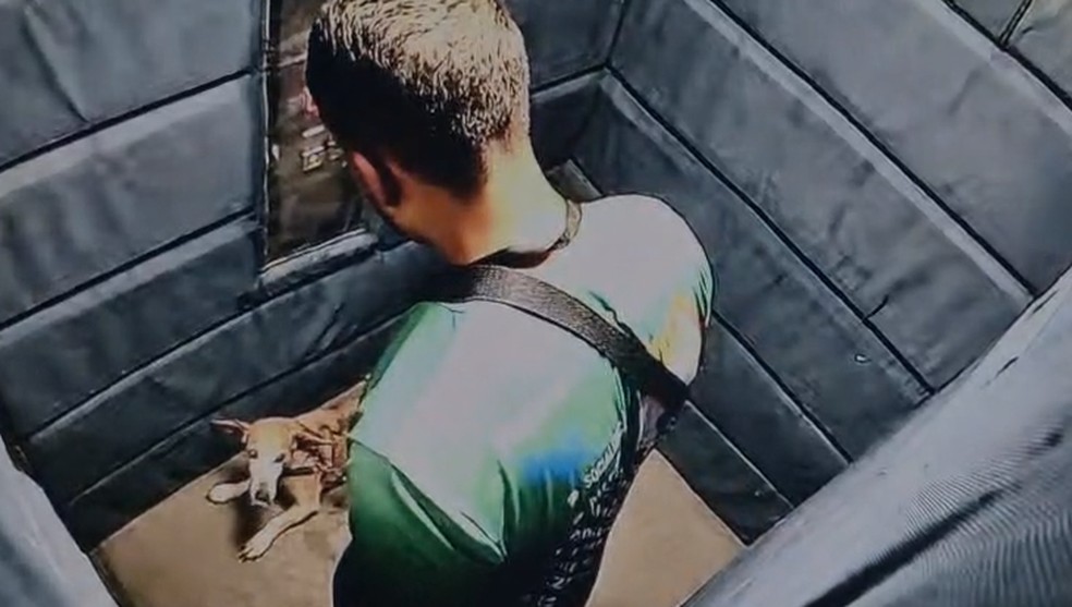 Um homem agrediu um cachorro de pequeno porte, no elevador de um prédio no Leblon, na Zona Sul — Foto: Reprodução