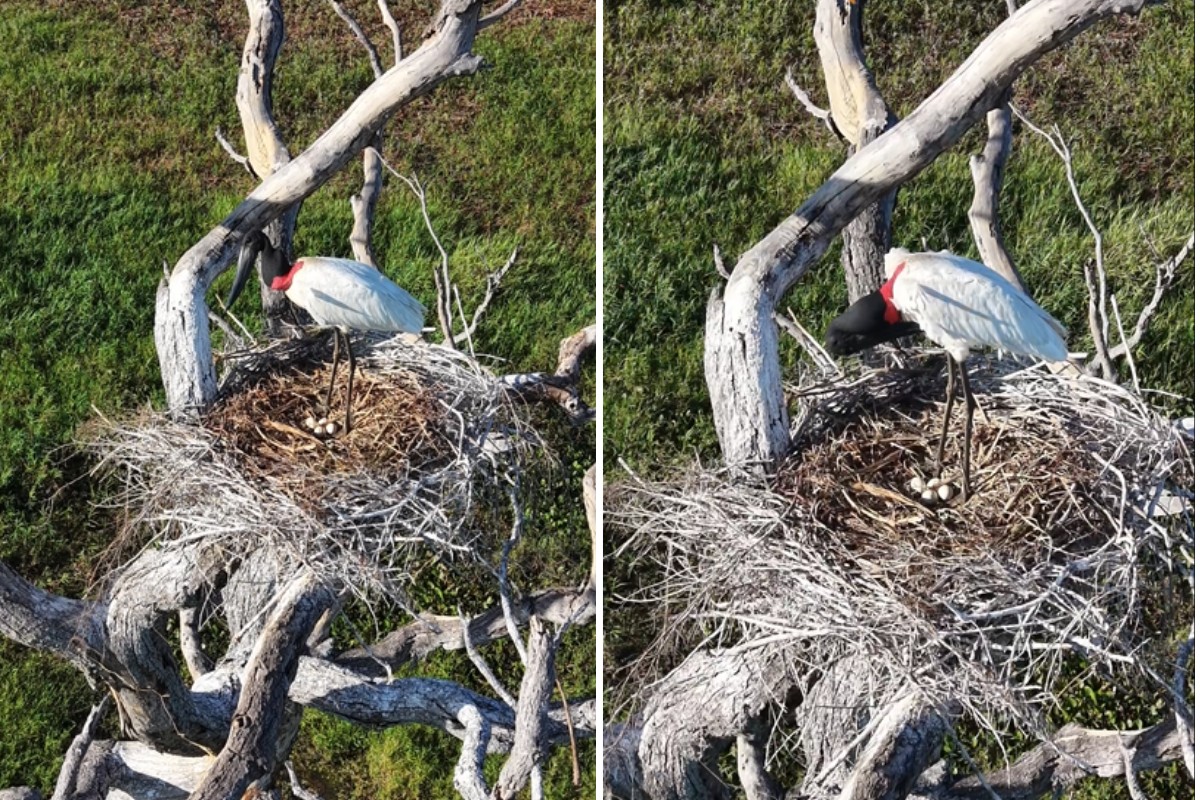 Tuiuiú ‘posa’ para drone enquanto protege ovos em ninho nas alturas no Pantanal