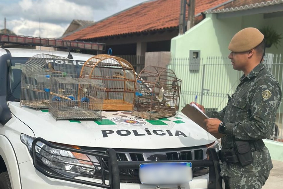 Aves silvestres mantidas em cativeiro em Martinópolis (SP) — Foto: Reprodução/Polícia Ambiental