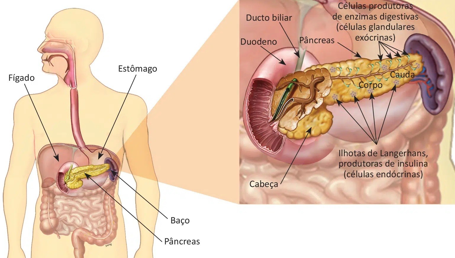 Atendimentos e internações por pancreatite têm alta no Vale do Paraíba em 2025