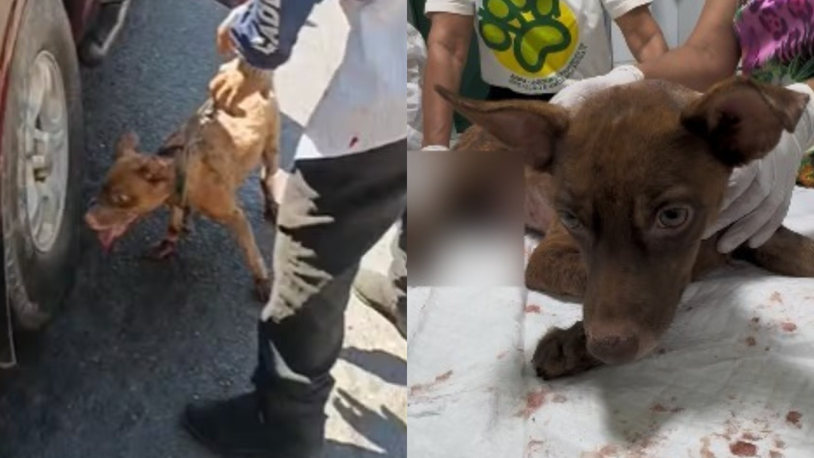 Polícia Civil investiga caso de cachorro amarrado a carro e arrastado em Teresina; animal está com diversos ferimentos
