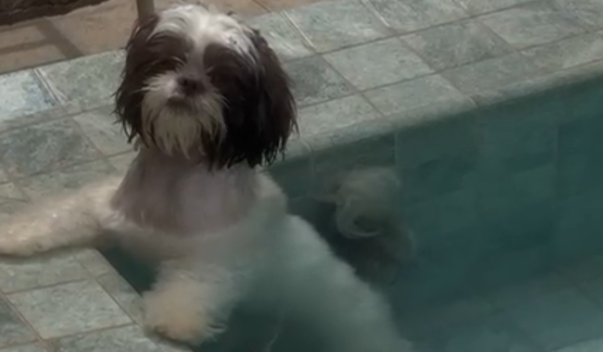Cachorrinha pula na piscina para se refrescar no calor de Presidente Prudente e vídeo viraliza; assista