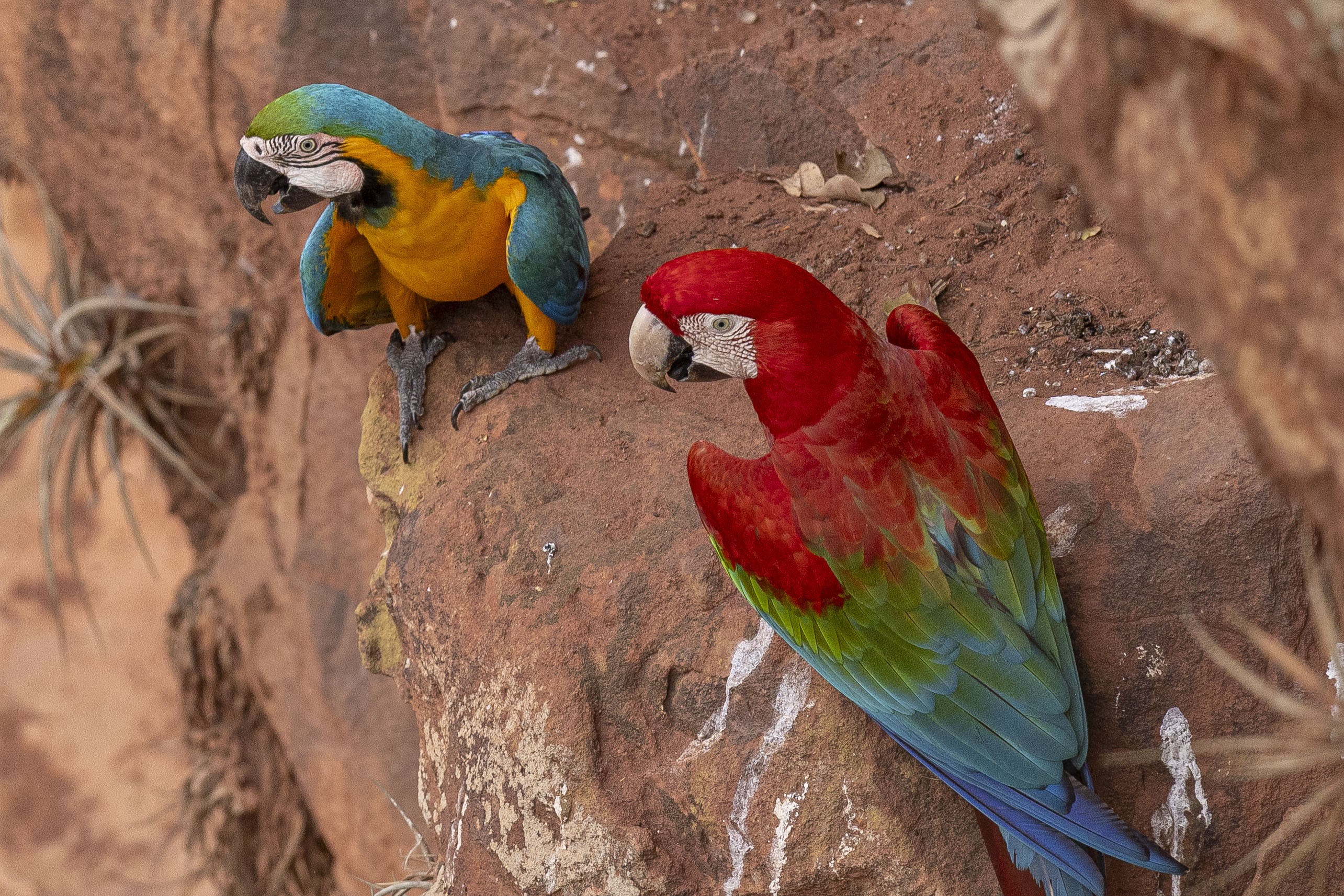 Fotógrafo registra casal de espécies diferentes de araras na natureza