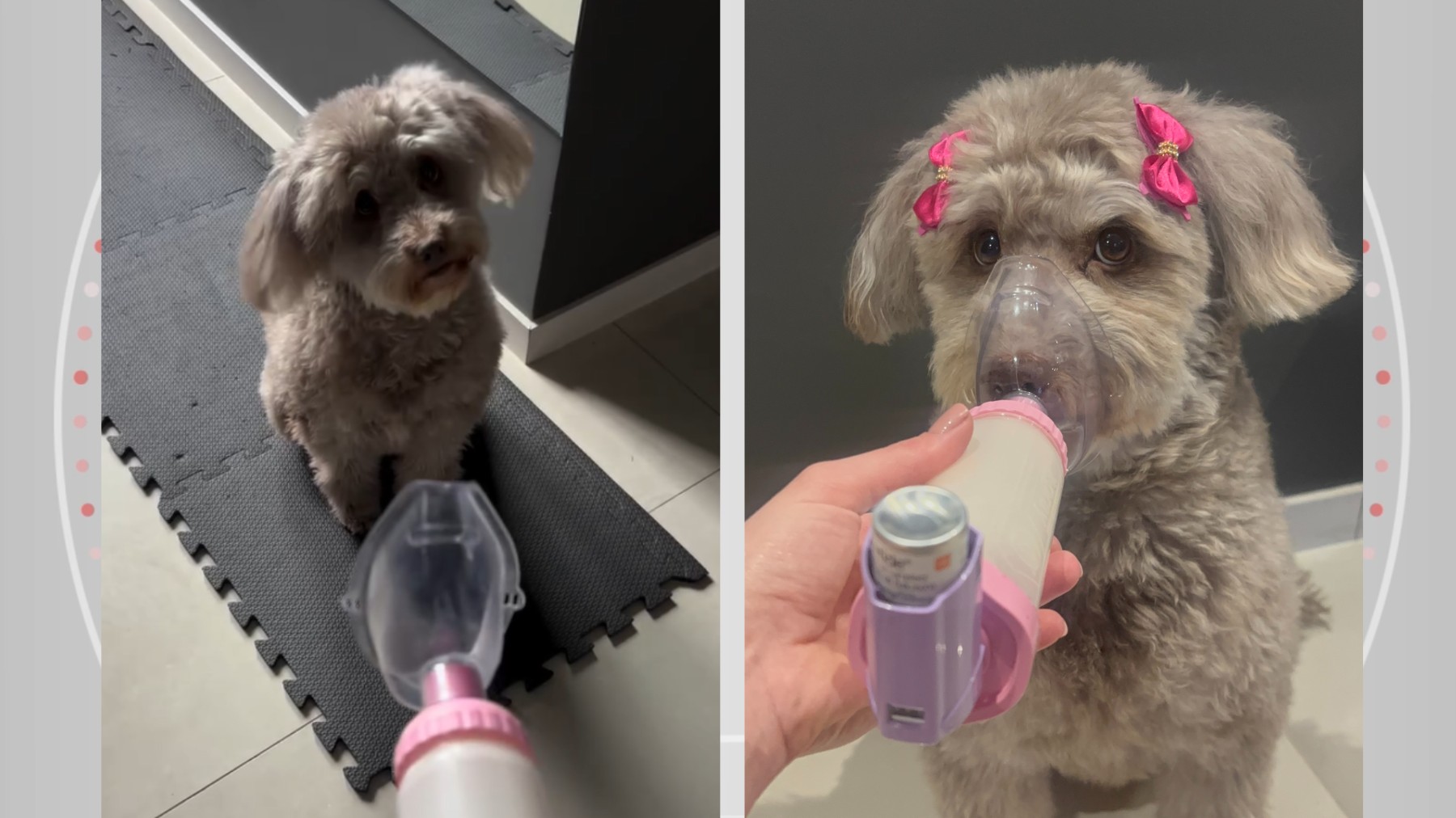 Do calor da Bahia ao frio do Paraná: cachorrinha desenvolve bronquite asmática após mudança e aprende a ‘pedir’ bombinha de inalação; VÍDEO