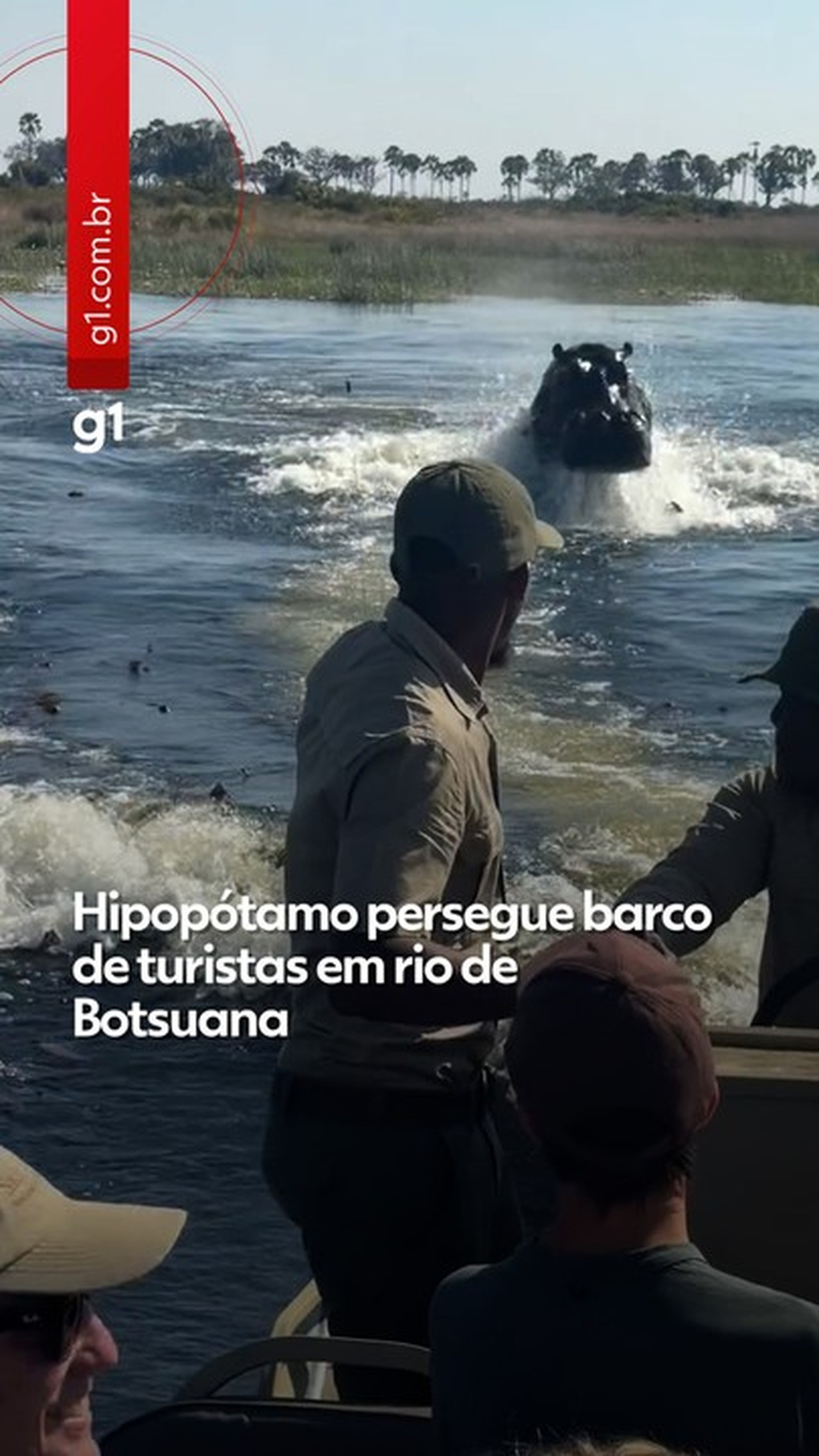 Hipopótamo persegue barco de turistas em rio de Botsuana; VÍDEO