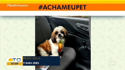 Tutora pede ajuda para encontrar cachorro desaparecido em Gurupi no Acha Meu Pet