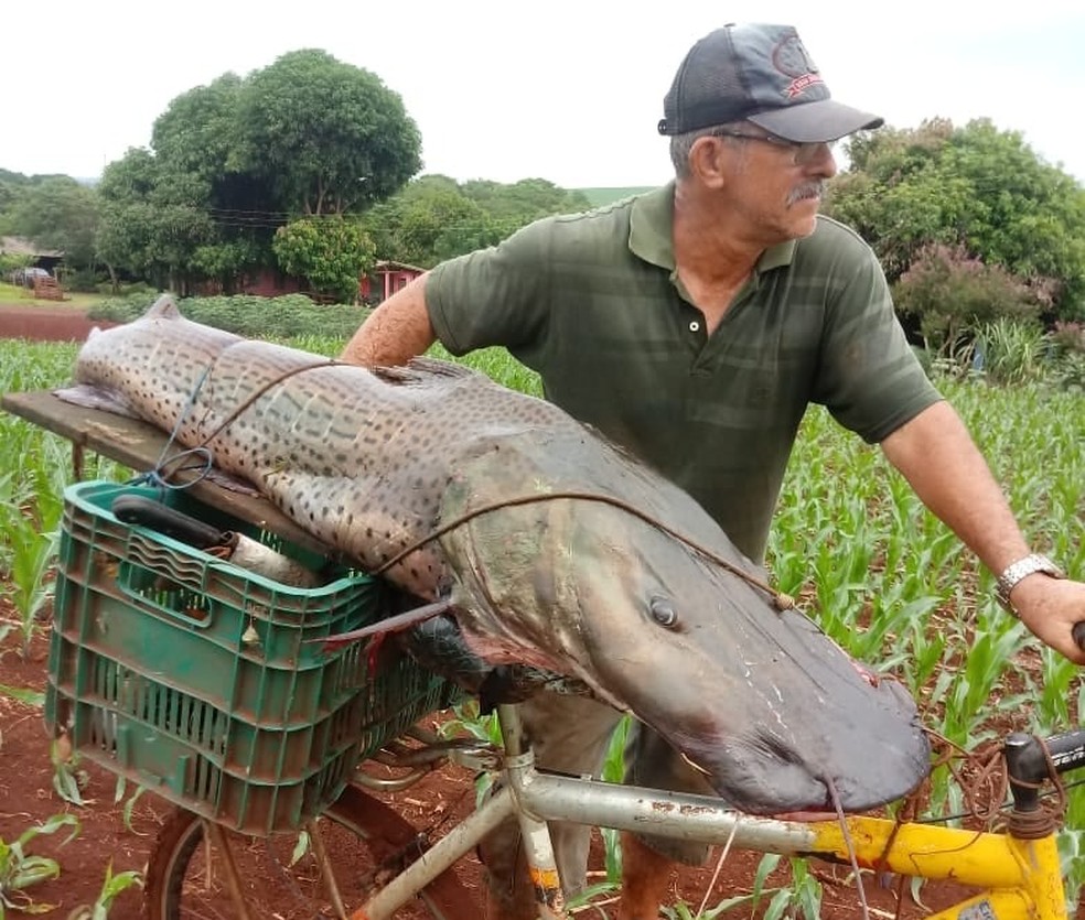 Homem pesca peixe com mais de 40 quilos no Rio Paraná