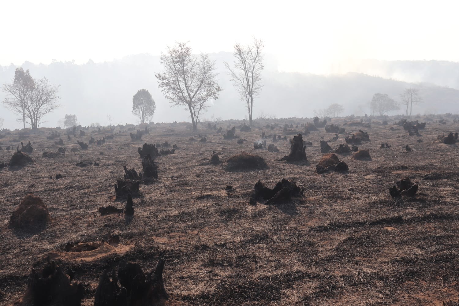 Afastado após inalar fumaça, voluntário contra incêndios relata 'destruição' na Serra dos Cocais: 'Cada passo era um bicho morto'